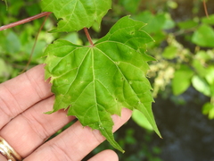 Vitis palmata