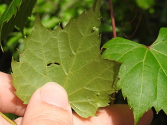 Vitis palmata