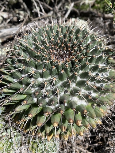 Giant Pincushion Cactus (Mammillaria gigantea)