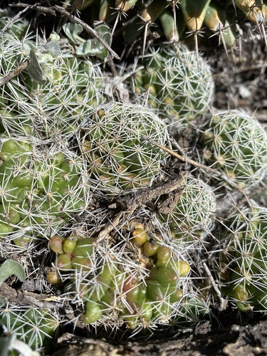 Mammillaria decipiens