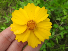Coreopsis intermedia