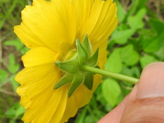 Coreopsis intermedia