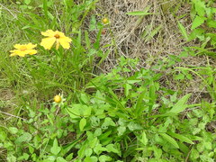 Coreopsis intermedia