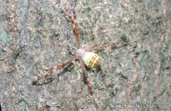 Argiope amoena