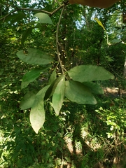 Sideroxylon lycioides