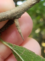 Sideroxylon lycioides