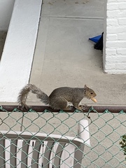 Sciurus carolinensis