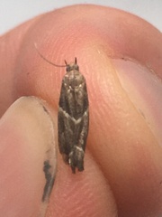 Nyctegretis lineana