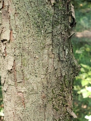 Sideroxylon lycioides