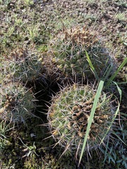 Coryphantha clavata clavata