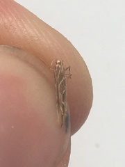 Pyroderces argyrogrammos