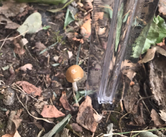 Agaricales