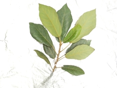 Ficus aurata