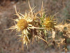 Carlina graeca