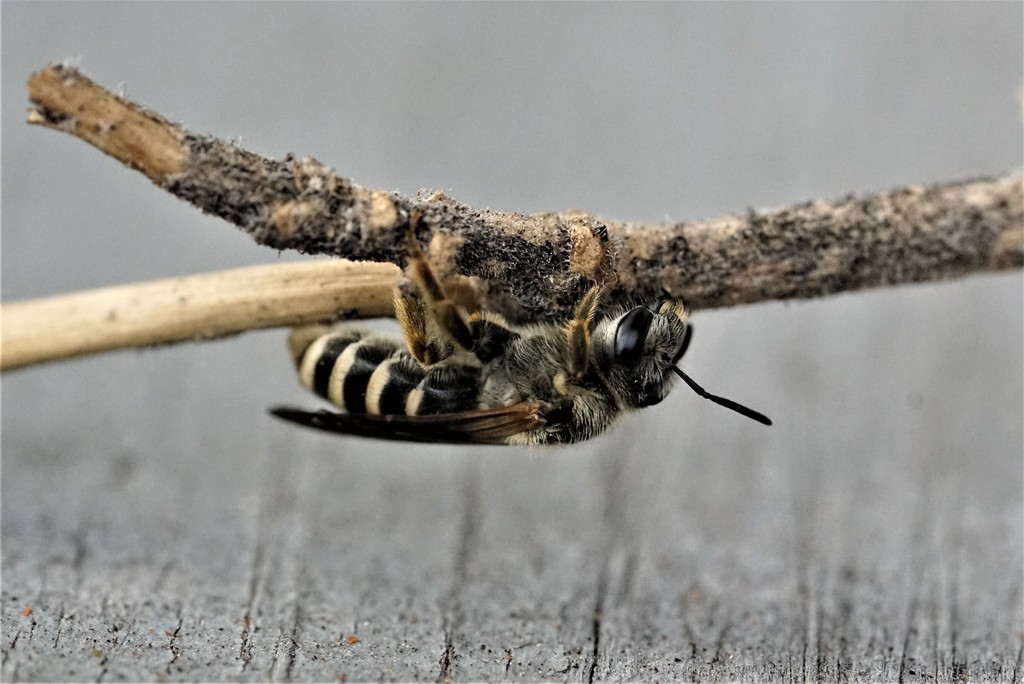 Nealictus