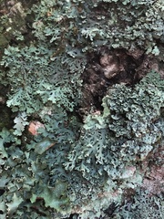 Heterodermia neglecta