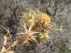 Carlina graeca