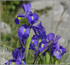 Iris latifolia