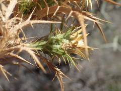 Carlina graeca