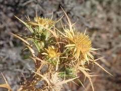 Carlina graeca