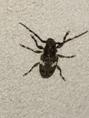 Aegomorphus quadrigibbus