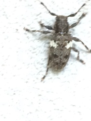 Aegomorphus quadrigibbus