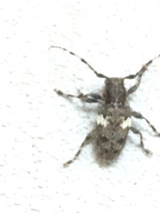 Aegomorphus quadrigibbus