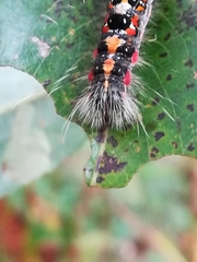 Acronicta tridens