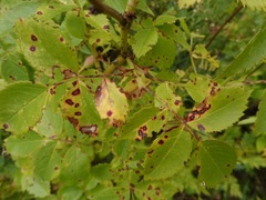 Phragmidium mucronatum