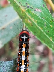 Acronicta tridens