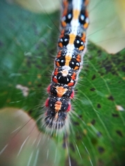 Acronicta tridens