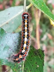 Acronicta tridens