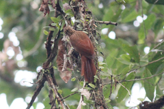 Xiphorhynchus guttatus