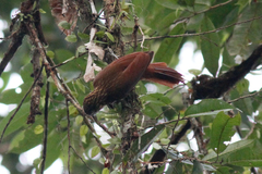 Xiphorhynchus guttatus