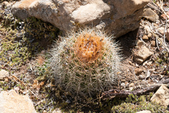 Parodia prestoensis