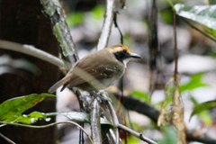 Myrmoborus leucophrys