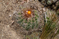Parodia prestoensis