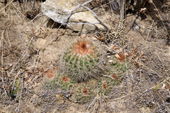 Parodia prestoensis