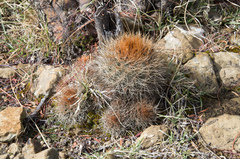 Parodia prestoensis