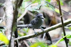 Cymbilaimus lineatus