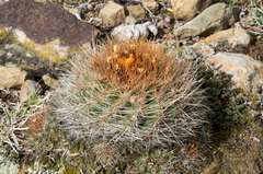Parodia prestoensis
