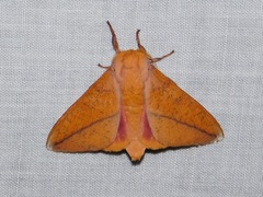 Syssphinx bisecta