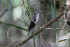 Phaethornis hispidus