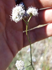 Gypsophila pallasii