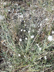 Gypsophila pallasii