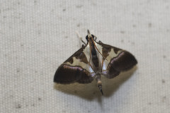 Dausara latiterminalis