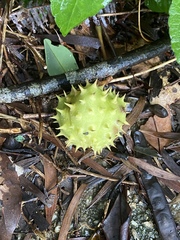 Byttneria grandifolia