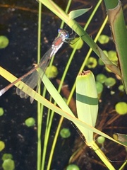 Lestes sponsa