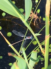 Lestes sponsa