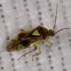 Orthops scutellatus
